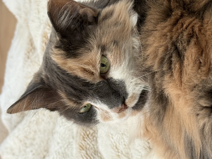 Cat photo