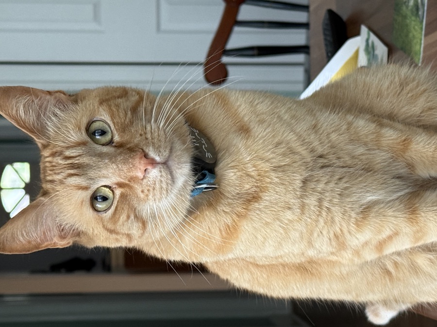 Cat photo