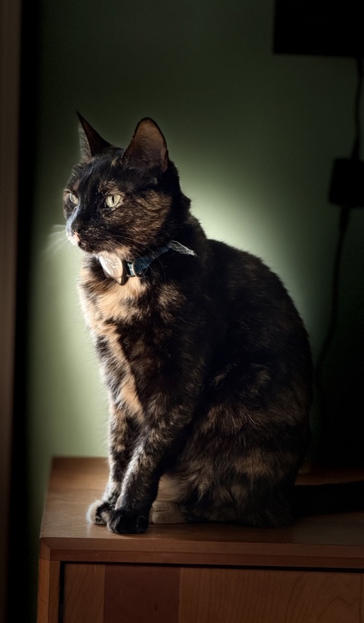 Cat photo
