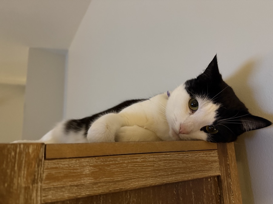 Cat photo